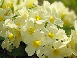 Attēlu rezultāti vaicājumam “Primulaceae”