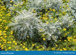 Image result for Artemisia absinthium