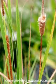Attēlu rezultāti vaicājumam “Typha latifolia fruit”