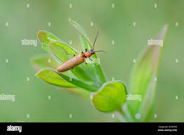 Attēlu rezultāti vaicājumam “Denticollis linearis”