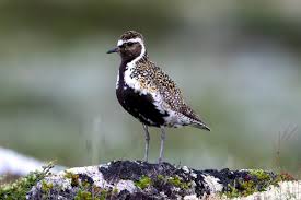 Attēlu rezultāti vaicājumam “Pluvialis apricaria”