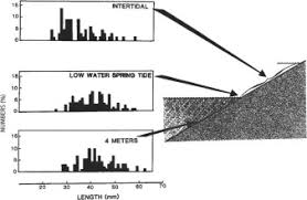 Image result for Rhabdosargus holubi