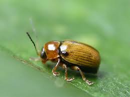 Attēlu rezultāti vaicājumam “Cryptocephalus pusillus”