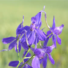 Image result for Consolida regalis