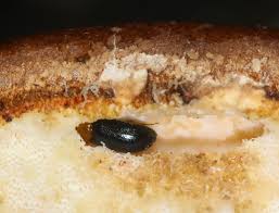 Attēlu rezultāti vaicājumam “Tetratoma fungorum”