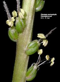 Attēlu rezultāti vaicājumam “Plantaginaceae”