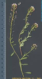 Attēlu rezultāti vaicājumam “Lobularia maritima”