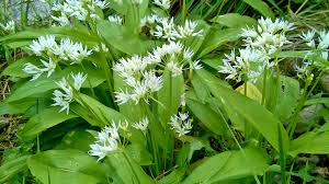 Image result for Bärlauch