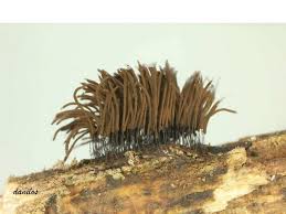 Attēlu rezultāti vaicājumam “Stemonitis lignicola”