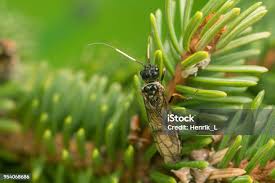 Attēlu rezultāti vaicājumam “Pamphiliidae”