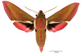 Attēlu rezultāti vaicājumam “Deilephila elpenor imago”