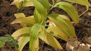 Attēlu rezultāti vaicājumam “Polygonatum odoratum fruit”
