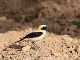 Image result for Oenanthe hispanica