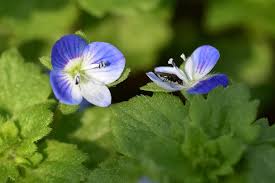 Attēlu rezultāti vaicājumam “Veronica agrestis flower”