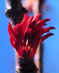 Attēlu rezultāti vaicājumam “Cercidiphyllum japonicum flower”