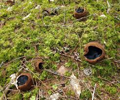 Attēlu rezultāti vaicājumam “Sarcosoma globosum”