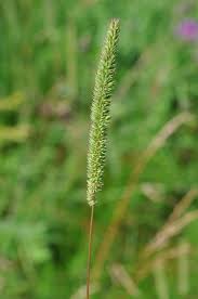 Attēlu rezultāti vaicājumam “Phleum phleoides”