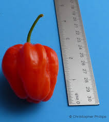 Afbeeldingsresultaat voor aji dulce sweet pepper