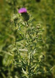 Attēlu rezultāti vaicājumam “Cirsium vulgare flower”