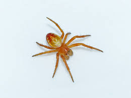 Attēlu rezultāti vaicājumam “Araniella male”