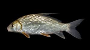 Image result for Carpiodes cyprinus