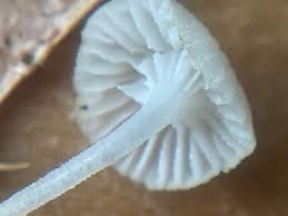 Attēlu rezultāti vaicājumam “Hemitrichia leiotricha macro”