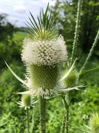 Image result for Dipsacus laciniatus