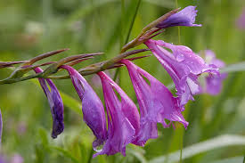 Attēlu rezultāti vaicājumam “Gladiolus imbricatus”