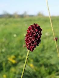 Image result for Sanguisorba officinalis