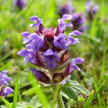 Attēlu rezultāti vaicājumam “Prunella vulgaris”