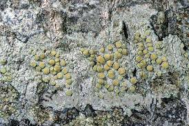 Attēlu rezultāti vaicājumam “Lecanora conizaeoides”