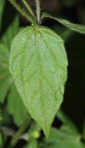 Attēlu rezultāti vaicājumam “Galinsoga quadriradiata leaf”
