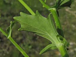 Attēlu rezultāti vaicājumam “Barbarea vulgaris subsp. arcuata fruit”