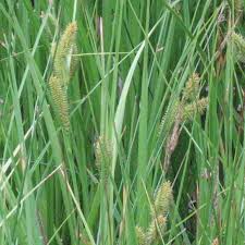 Attēlu rezultāti vaicājumam “Carex rostrata”