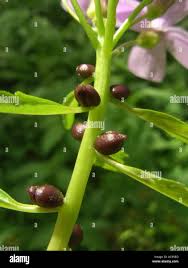 Attēlu rezultāti vaicājumam “Cardamine bulbifera leaf”