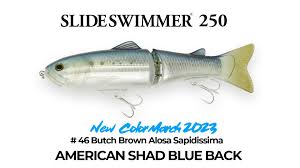 Image result for Alosa sapidissima