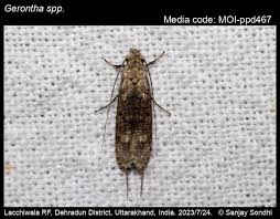 Attēlu rezultāti vaicājumam “Tineidae”