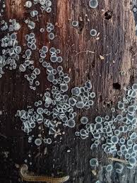 Attēlu rezultāti vaicājumam “Mollisia cinerea”