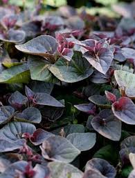 Attēlu rezultāti vaicājumam “Viola riviniana leaf”