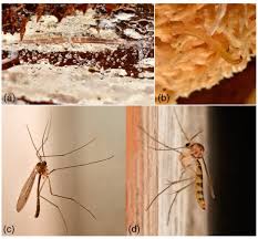 Attēlu rezultāti vaicājumam “Rabdophaga degeeri”