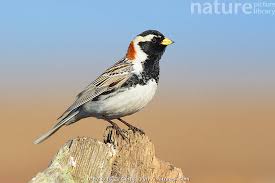 Image result for Calcarius lapponicus