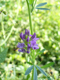 Attēlu rezultāti vaicājumam “Medicago sativa subsp. sativa flower”