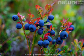 Attēlu rezultāti vaicājumam “Vaccinium myrtillus”