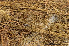 Attēlu rezultāti vaicājumam “Bryoria capillaris”