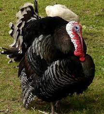 images?q=tbn:ANd9GcTSgnn-UV_rNbr7xsYtHStVQyHtUNjnvCO6ZY1nKxei-zCIubV9AQ