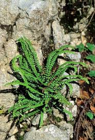 Attēlu rezultāti vaicājumam “Asplenium trichomanes”