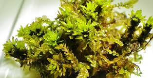 Attēlu rezultāti vaicājumam “Encalypta streptocarpa”