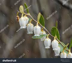 Attēlu rezultāti vaicājumam “Chamaedaphne calyculata flower”