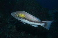 Image result for Epinephelus costae