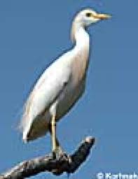 Attēlu rezultāti vaicājumam “Bubulcus ibis”